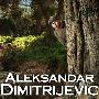 Aleksandar Dimitrijevic
