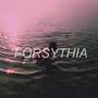 Forsythia