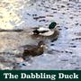 The Dabbling Duck