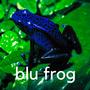 blu frog